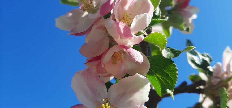 Plant for the Planet – Die Apfelbäume blühen