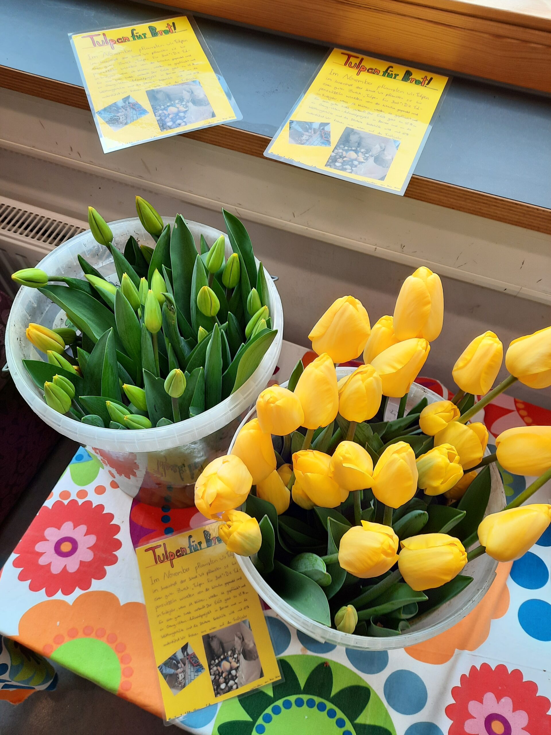 Tulpen für Brot – Erfolgreiche Spendenaktion